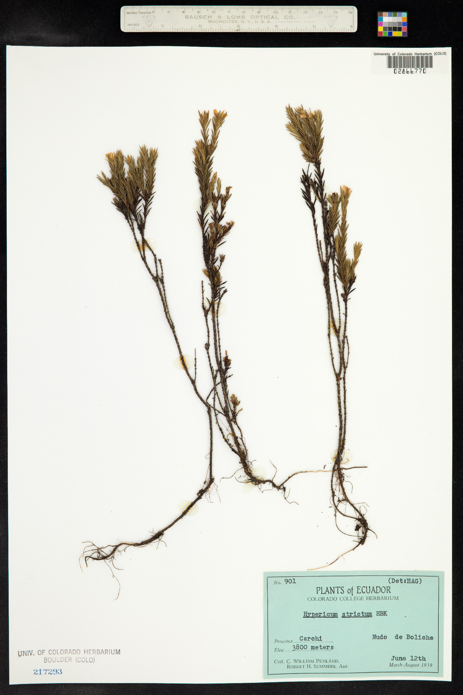 Hypericum strictum image