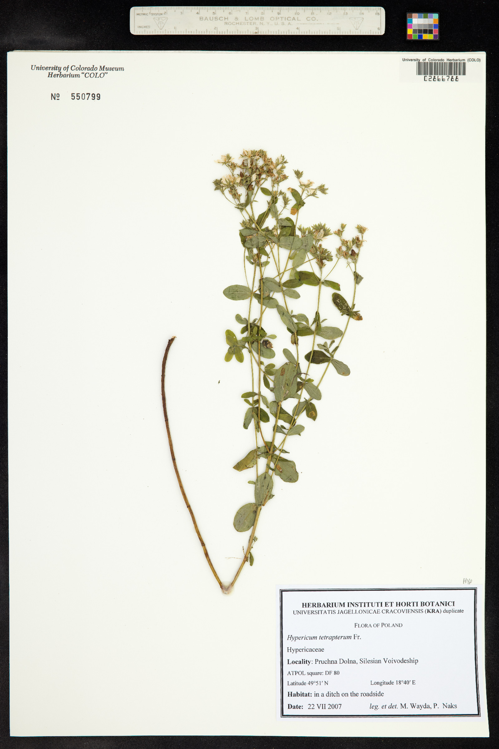 Hypericum tetrapterum image