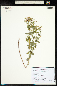 Hypericum tetrapterum image