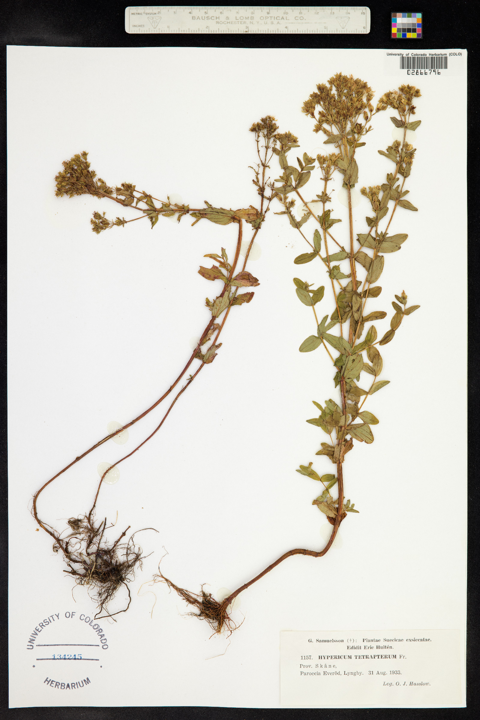 Hypericum tetrapterum image