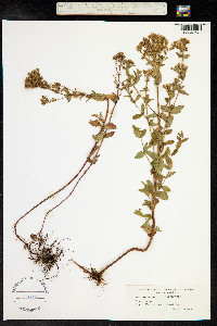 Hypericum tetrapterum image