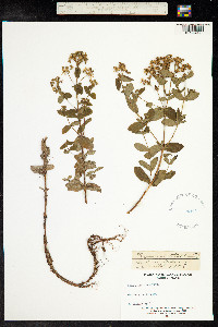 Hypericum tetrapterum image