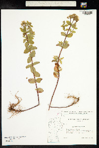 Hypericum tetrapterum image