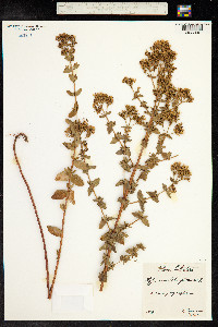 Hypericum tetrapterum image