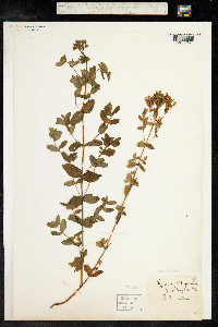 Hypericum tetrapterum image