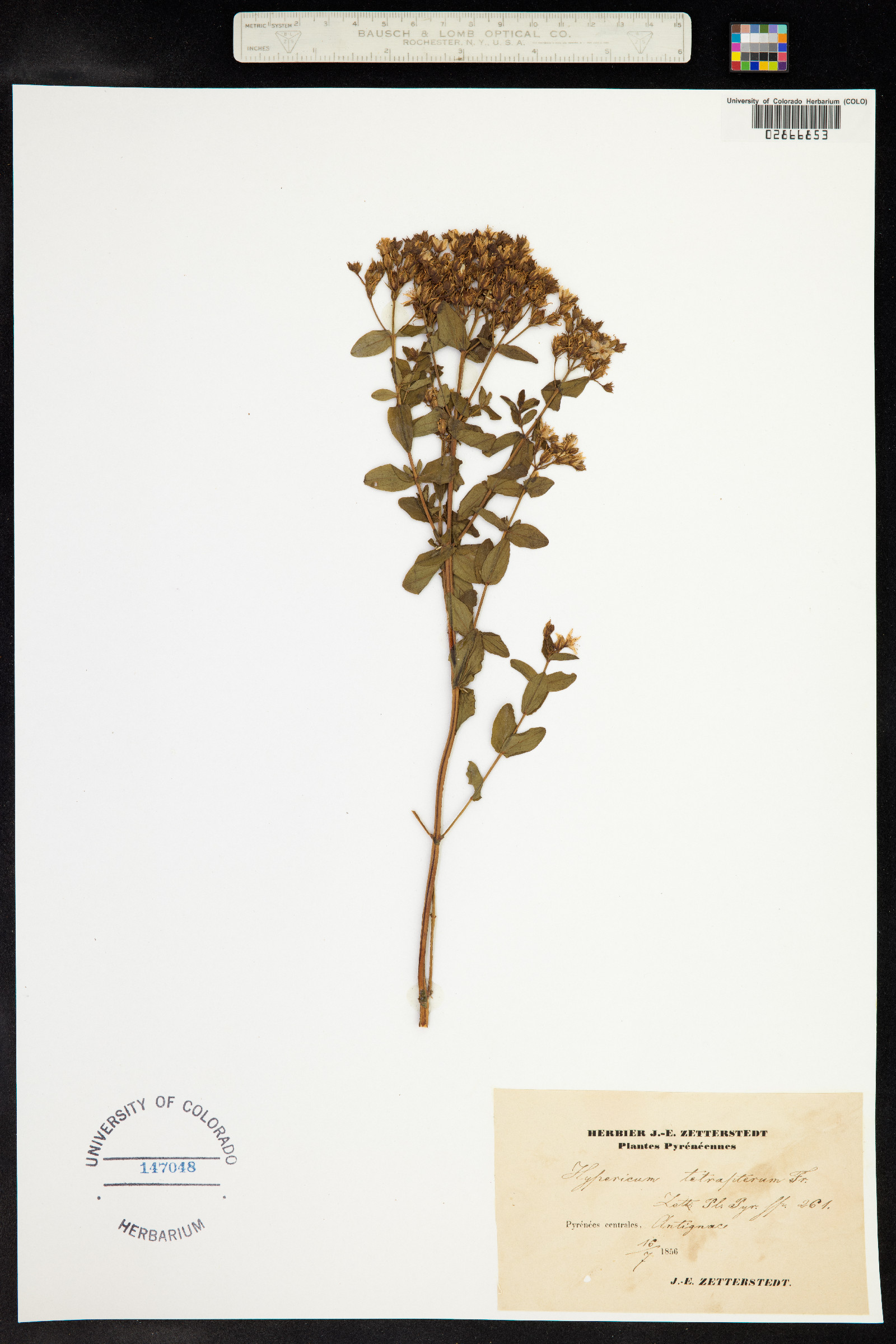 Hypericum tetrapterum image