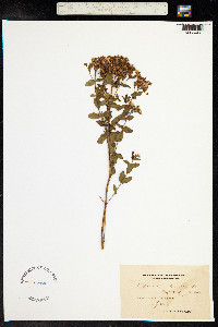 Hypericum tetrapterum image