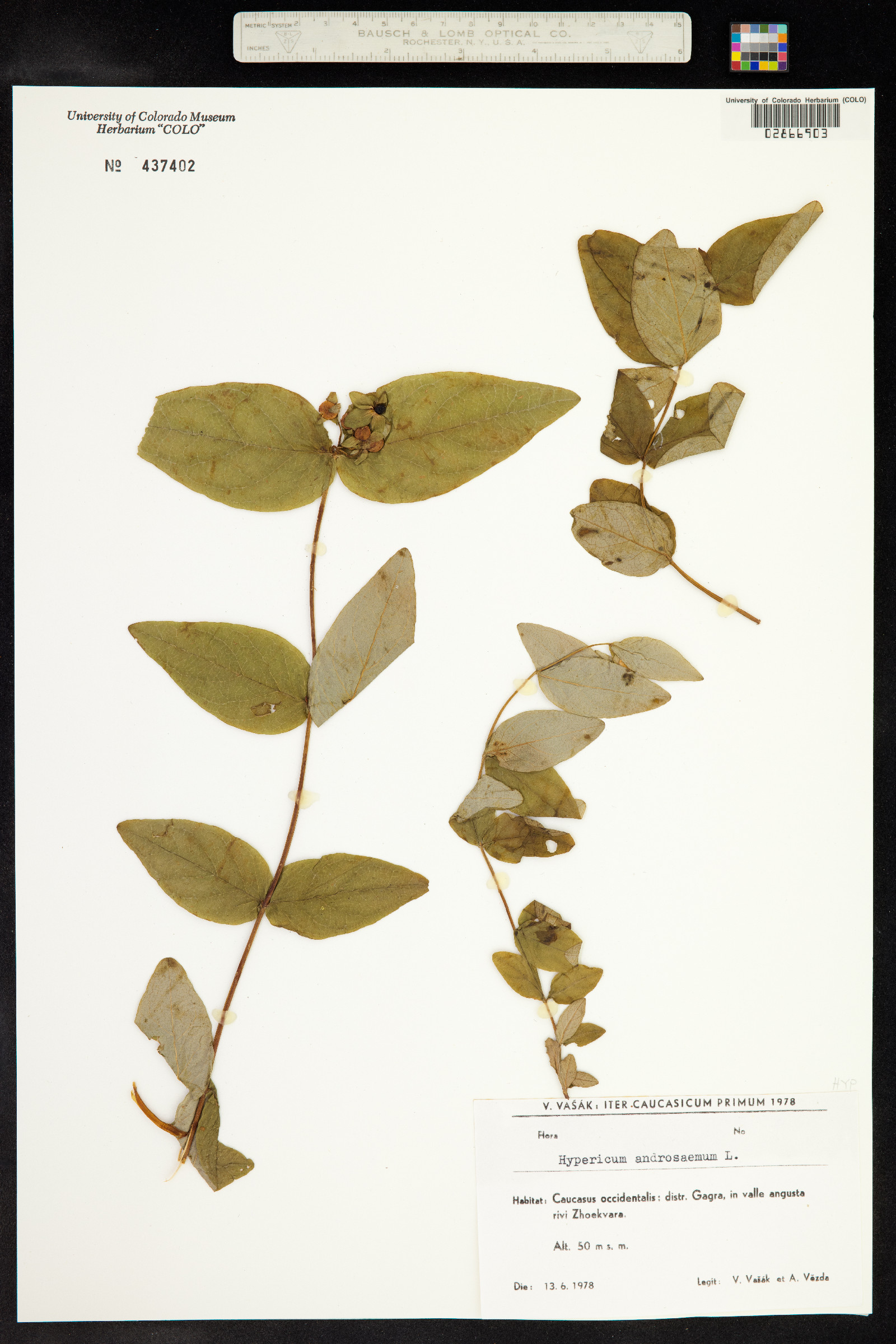 Hypericum androsaemum image