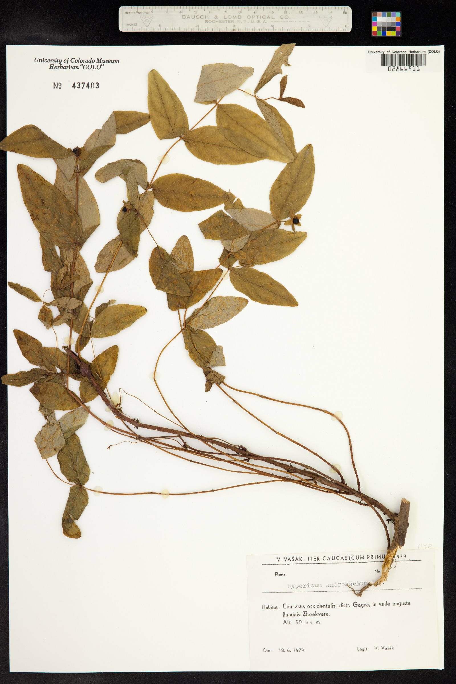 Hypericum androsaemum image