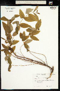 Image of Hypericum androsaemum