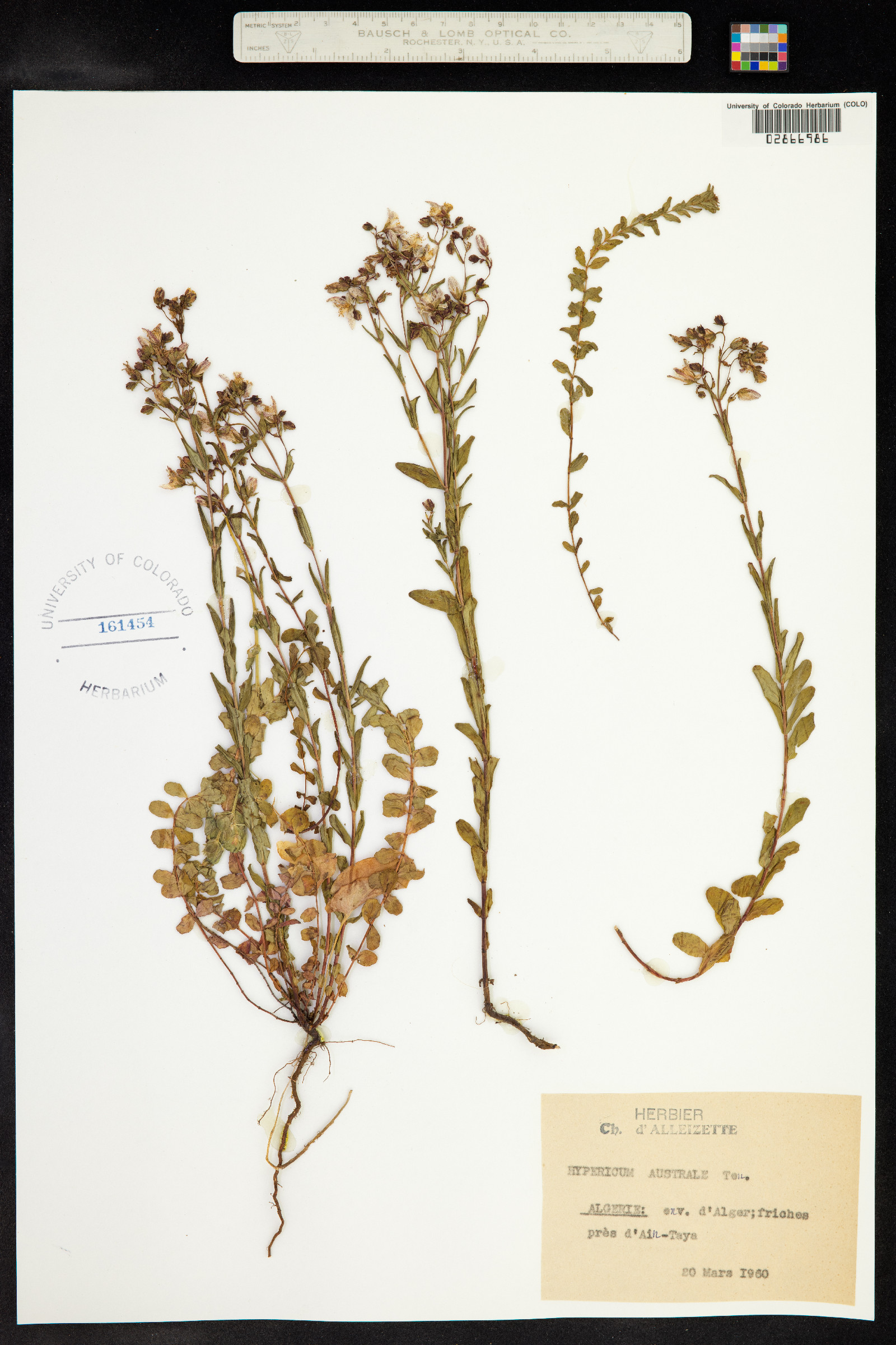 Hypericum australe image