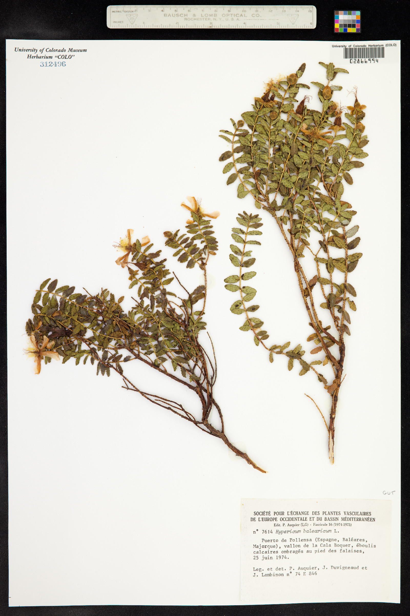Hypericum balearicum image