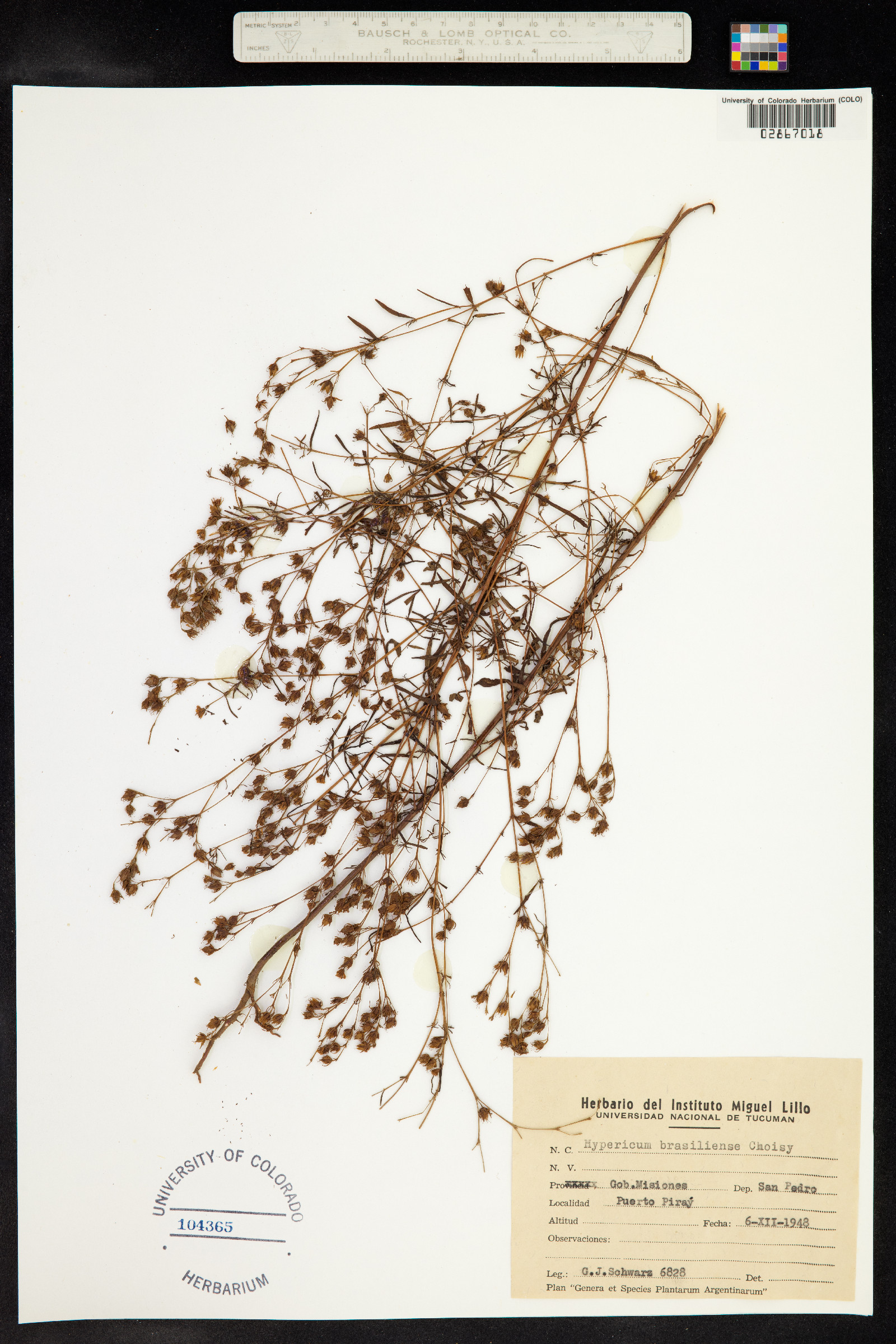 Hypericum brasiliense image