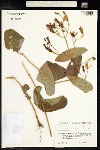 Media resource of Hypericum bupleuroides