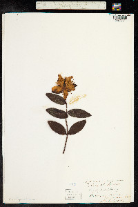 Image of Hypericum calycinum