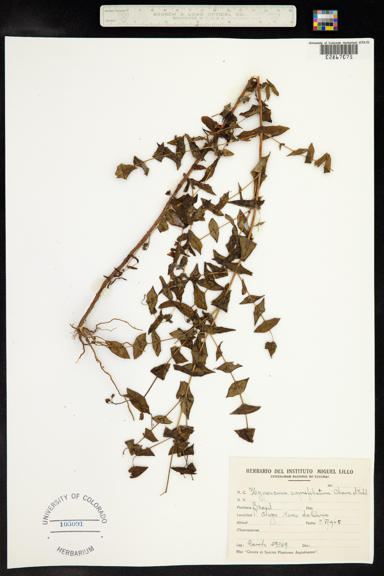 Hypericum caprifolium image