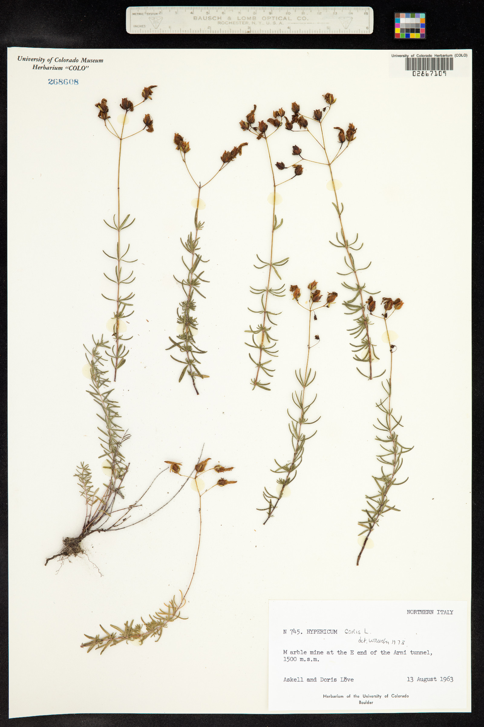 Hypericum coris image