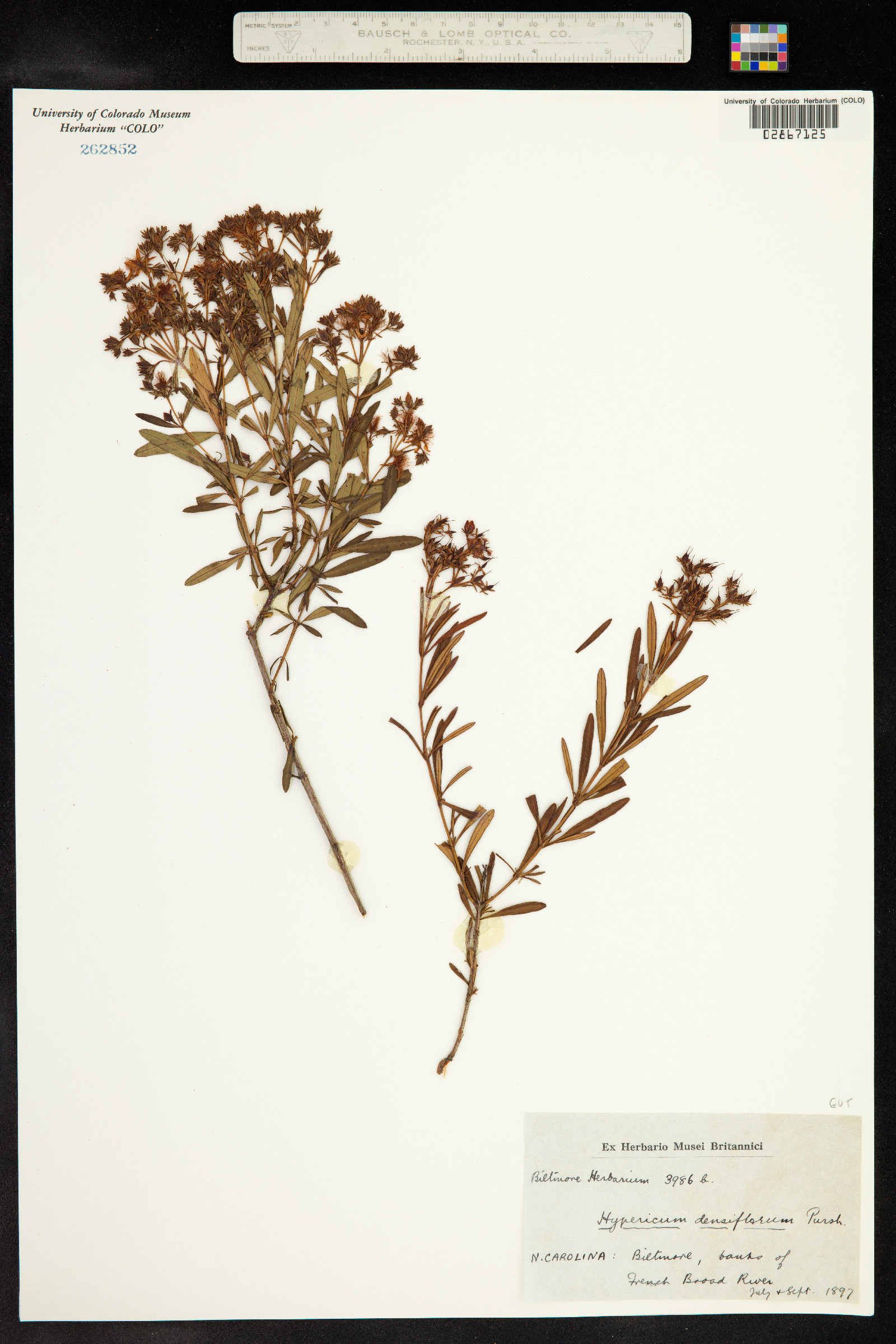 Hypericum densiflorum image