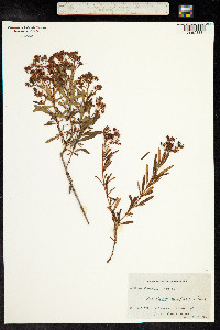 Hypericum densiflorum image