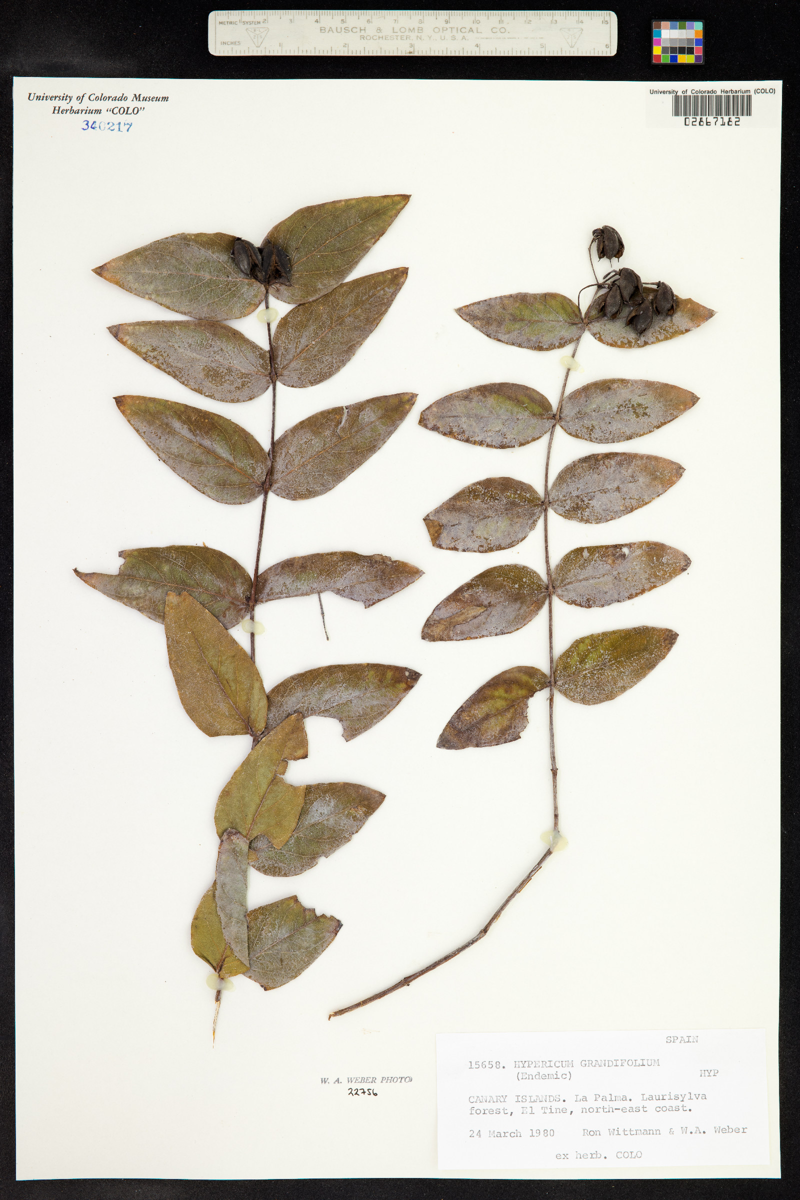 Hypericum grandifolium image