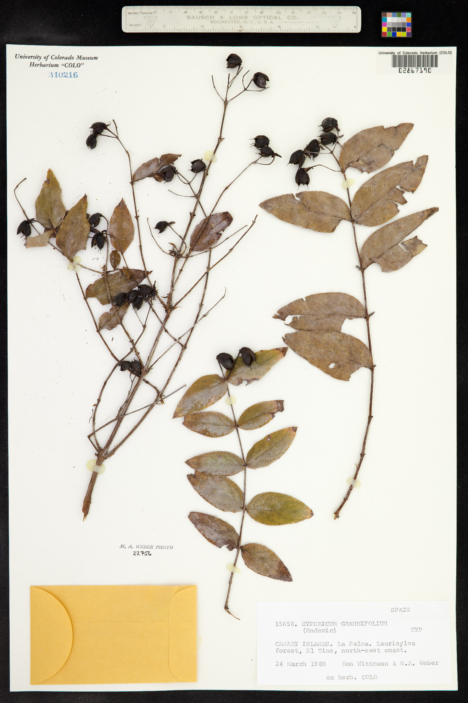 Hypericum grandifolium image