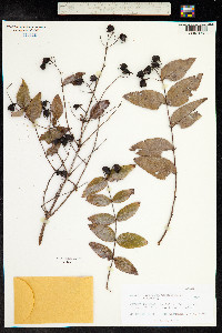 Image of Hypericum grandifolium