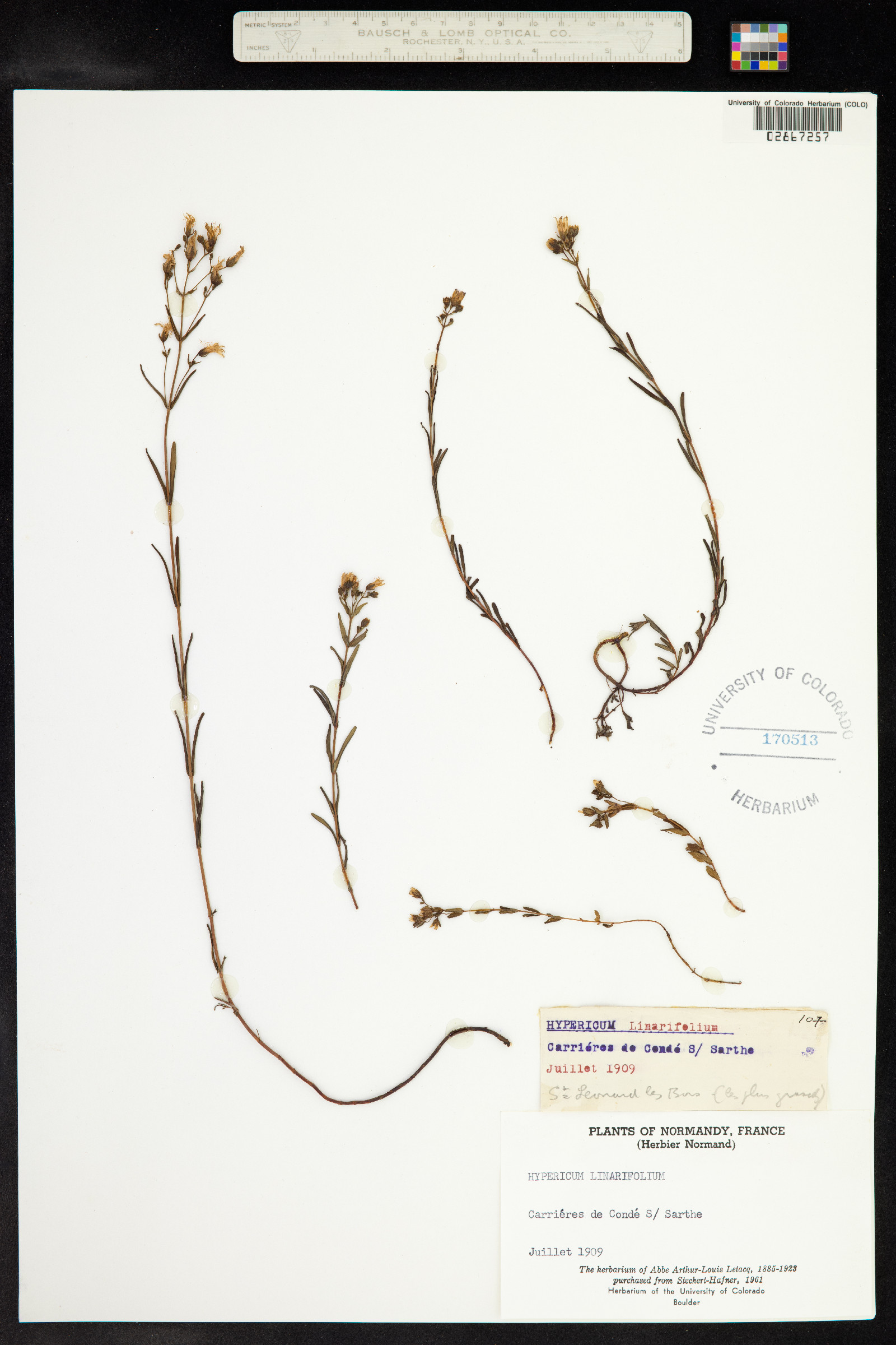 Hypericum linariifolium image