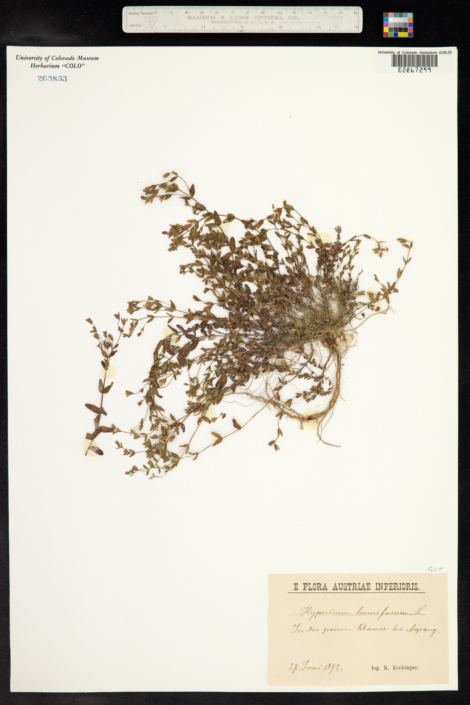 Hypericum humifusum image
