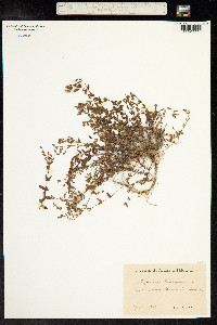 Hypericum humifusum image