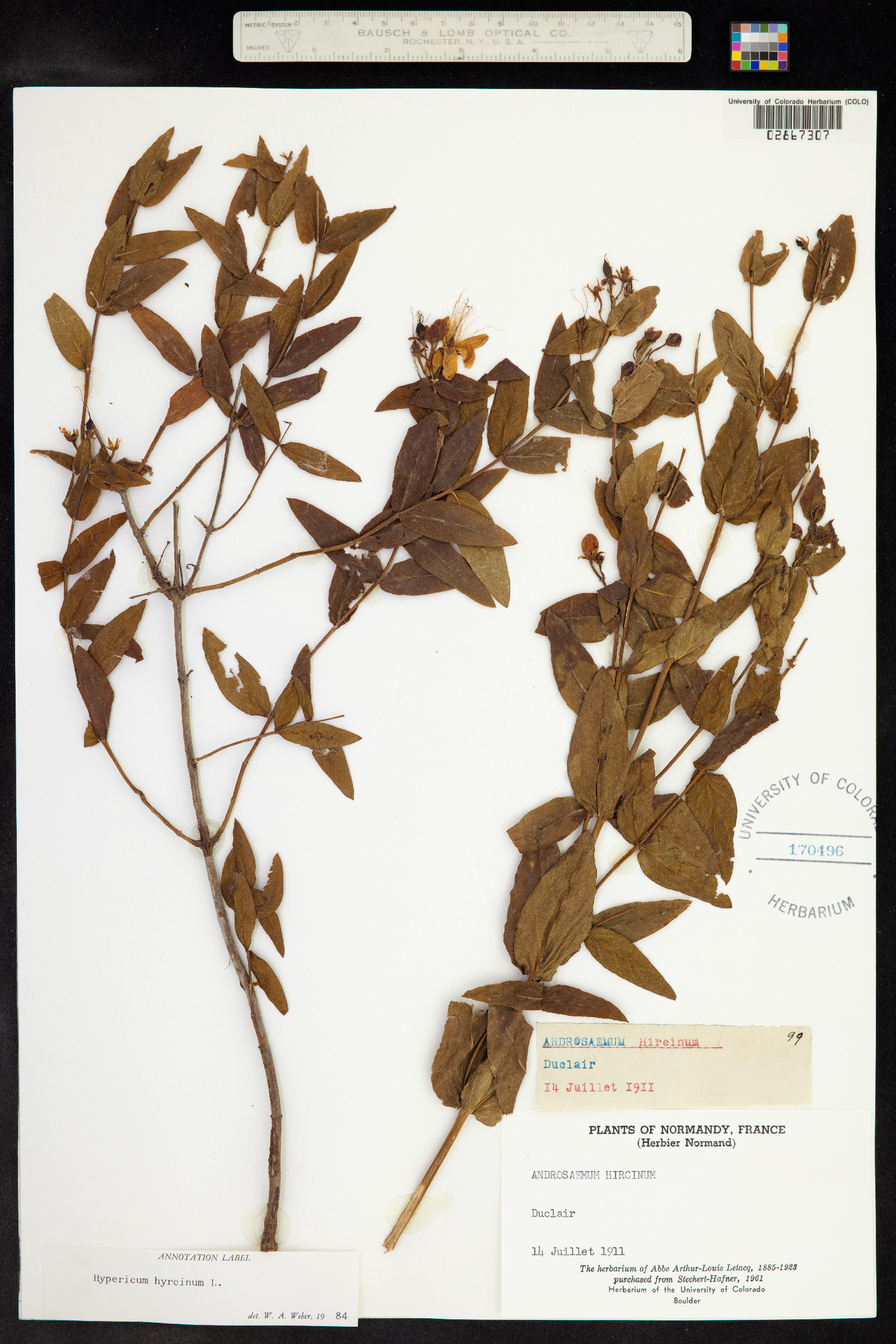 Hypericum hircinum image