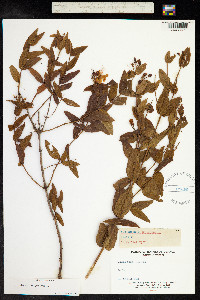 Image of Hypericum hircinum