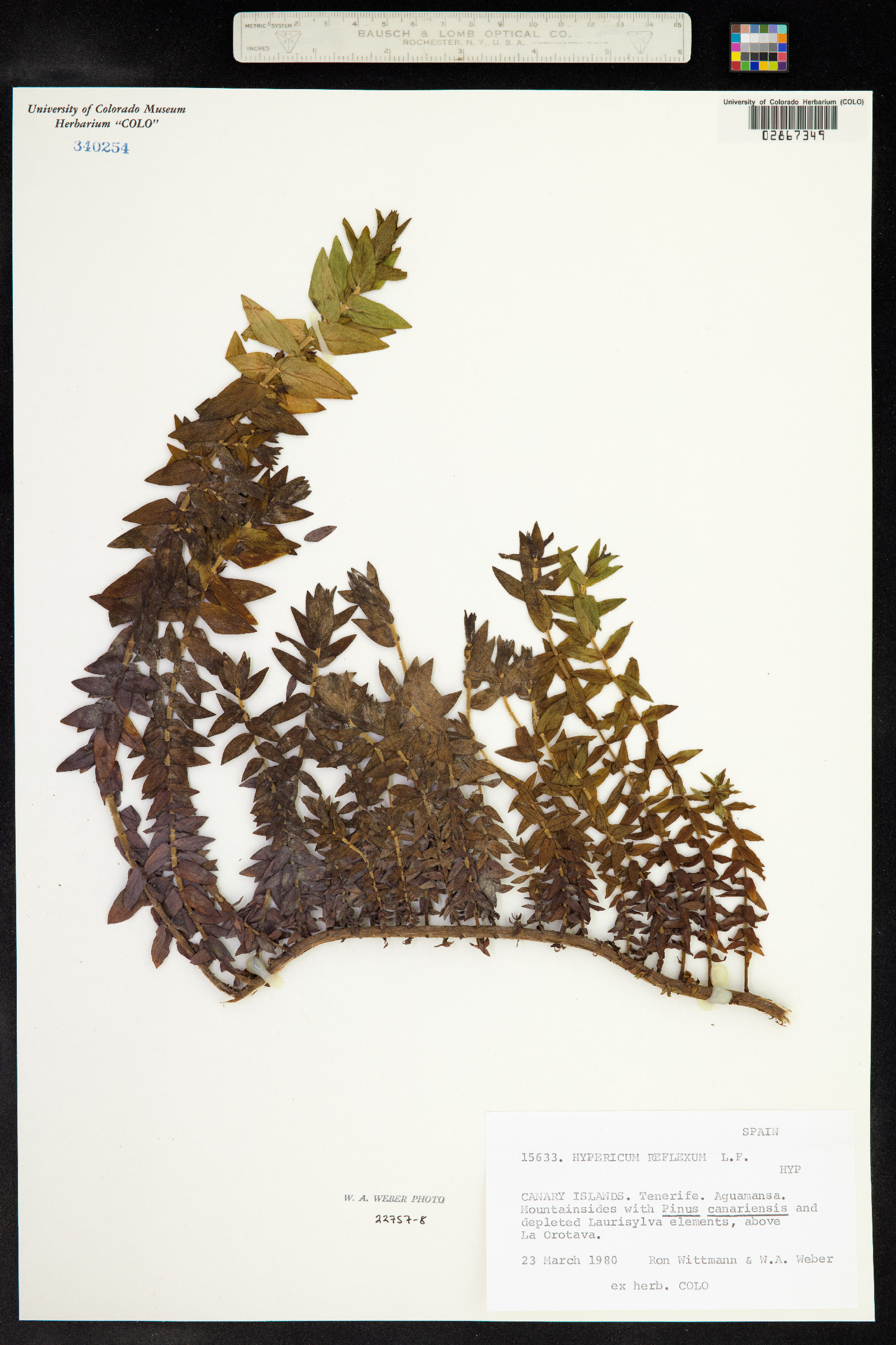 Hypericum reflexum image