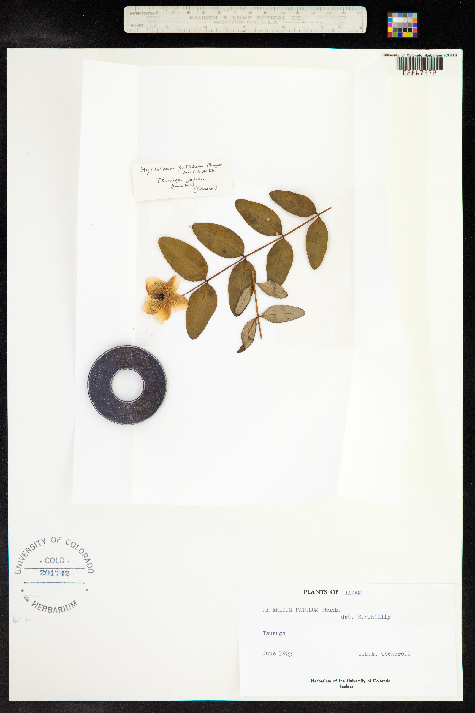 Hypericum patulum image