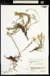 Hypericum olympicum image