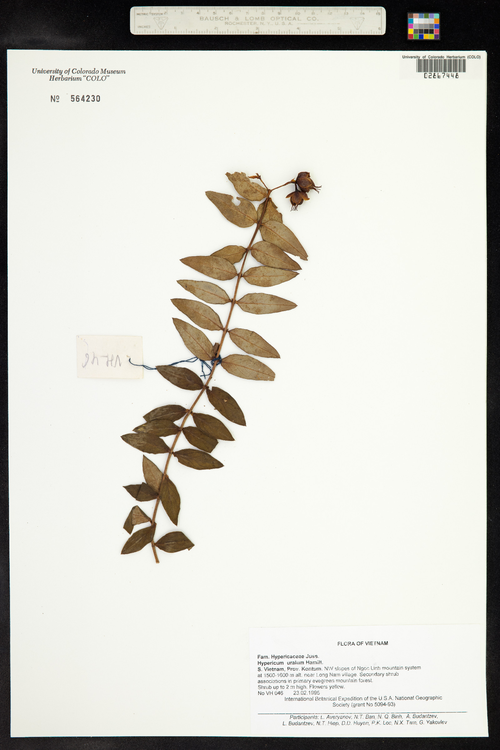 Hypericum uralum image