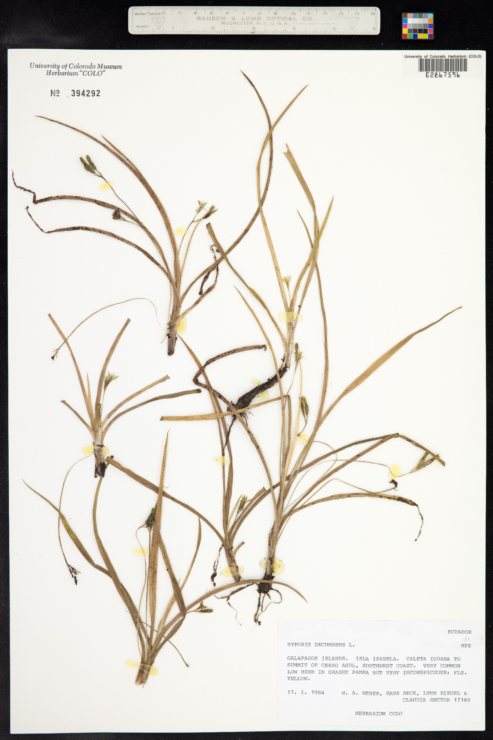 Hypoxis hirsuta image