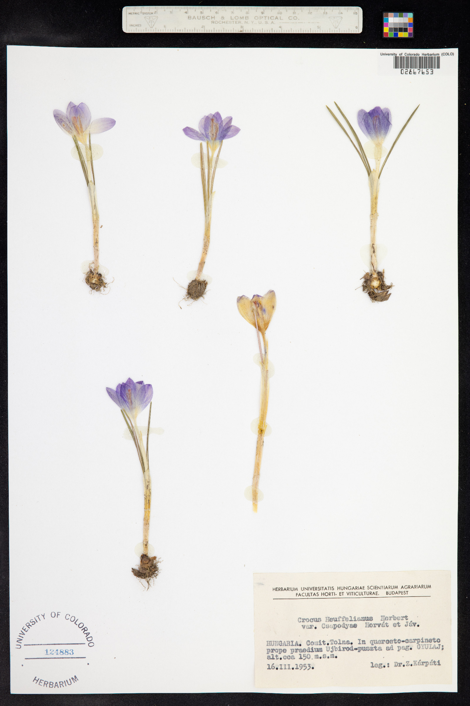 Crocus heuffelianus image