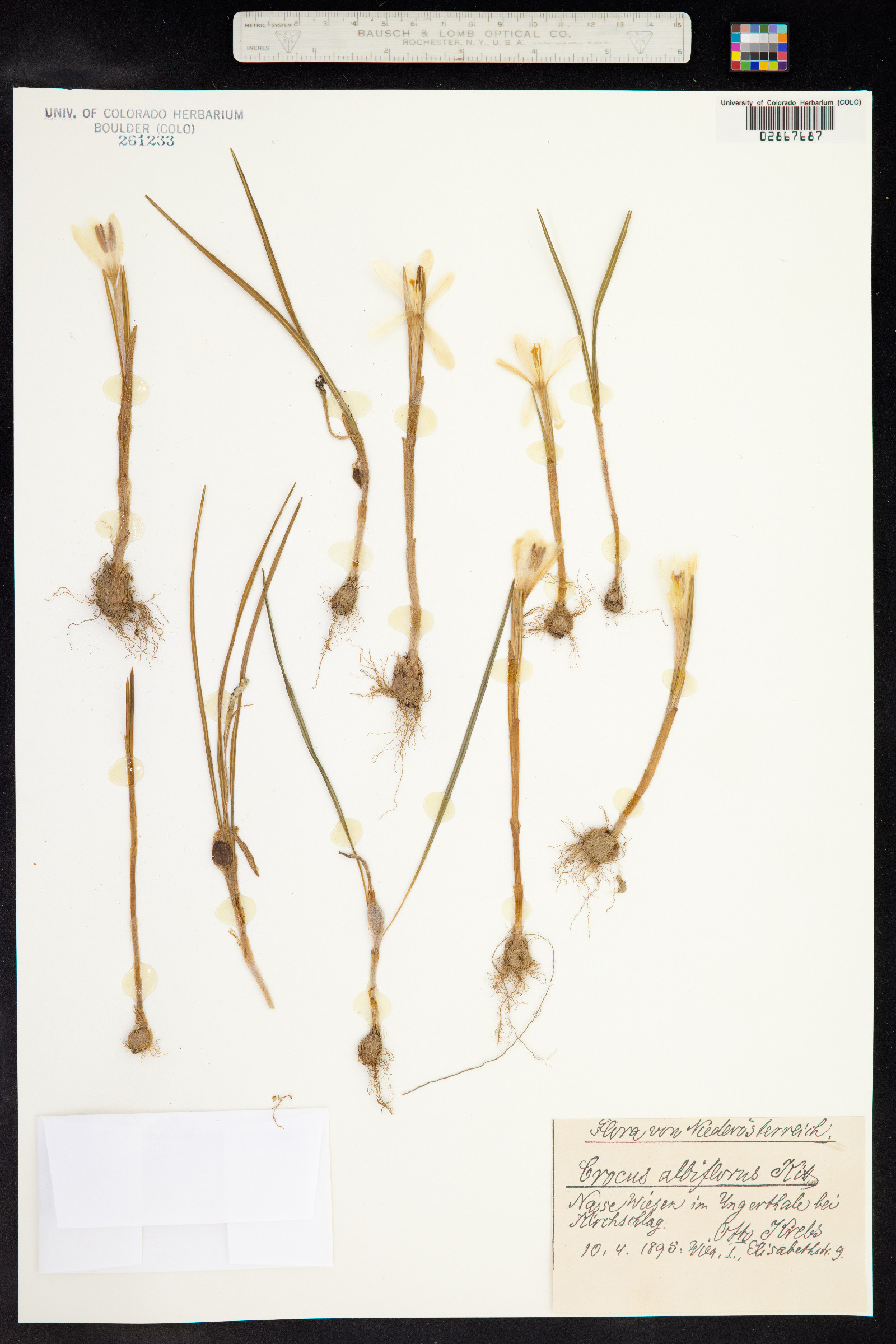 Crocus vernus image