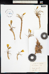 Crocus korolkowii image