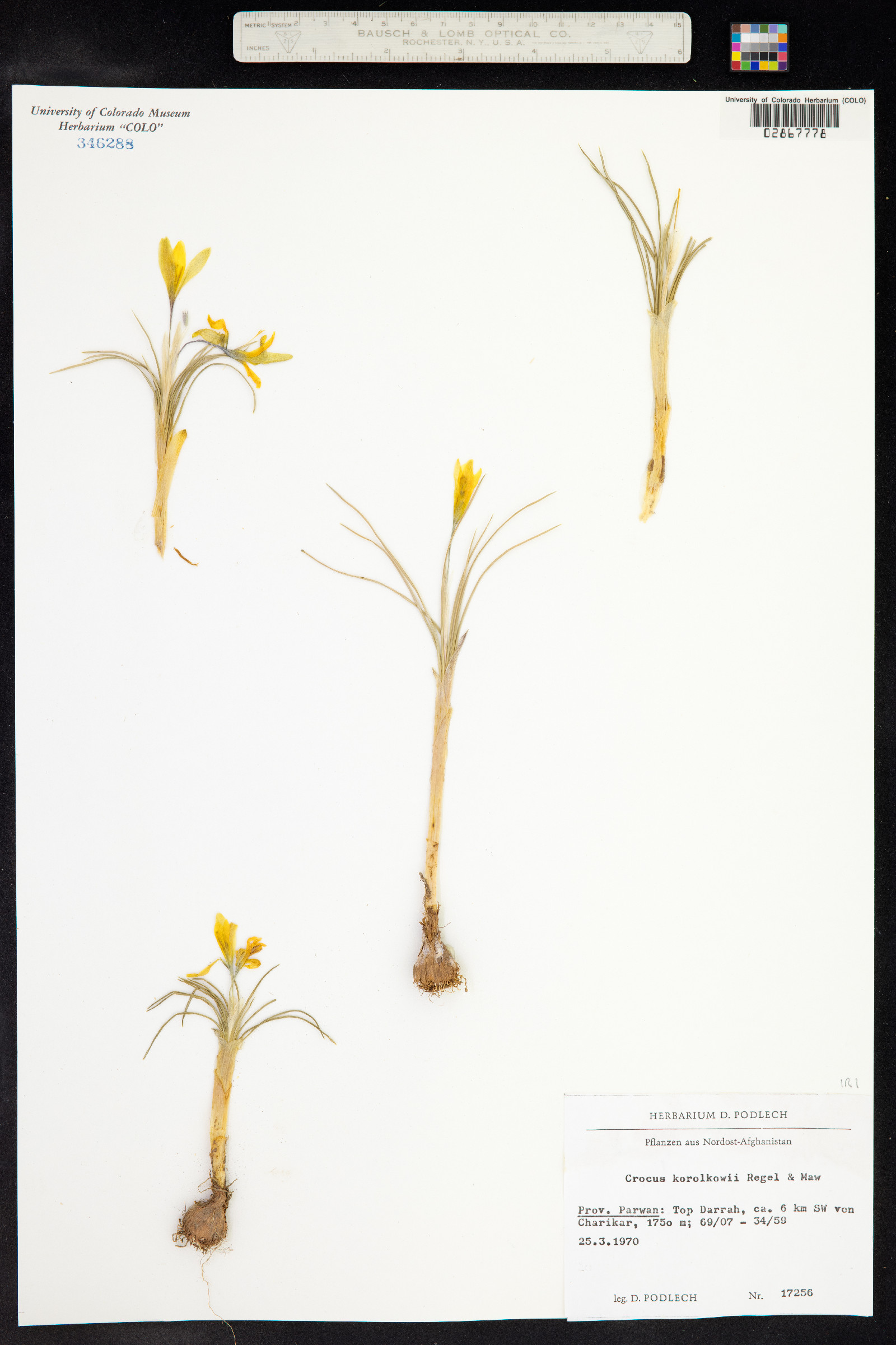 Crocus korolkowii image