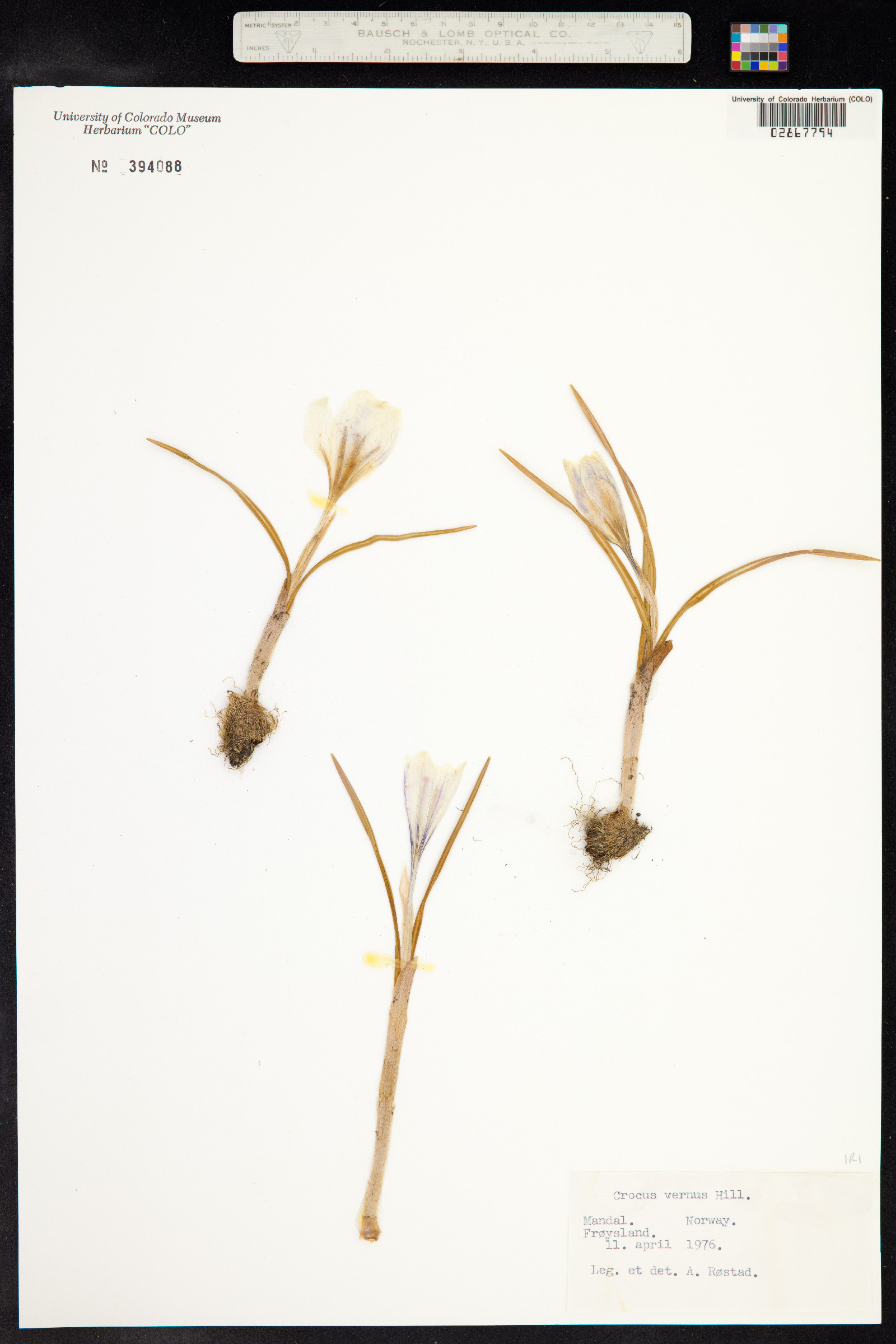 Crocus vernus image