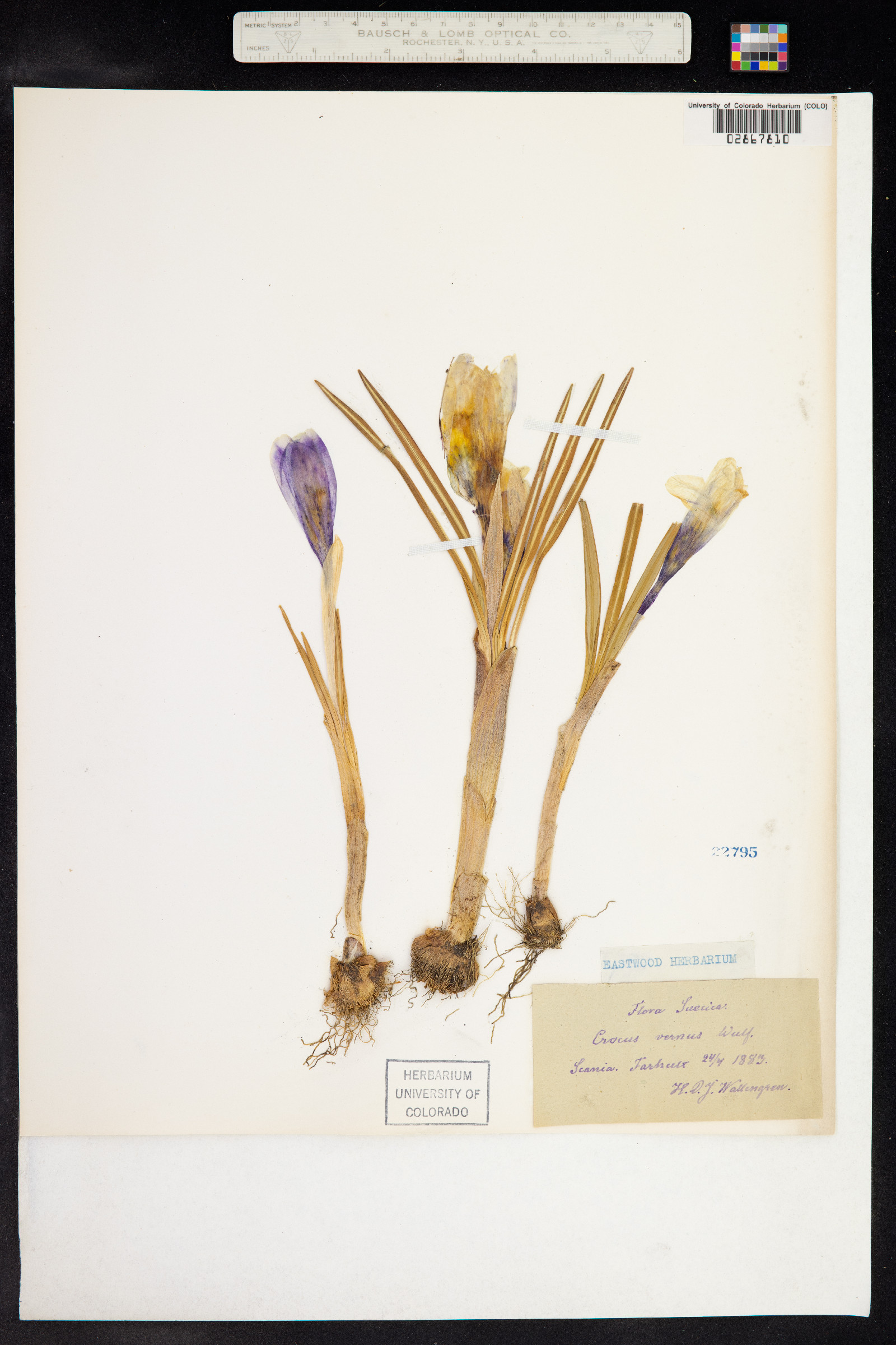 Crocus vernus image