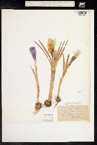 Crocus vernus image