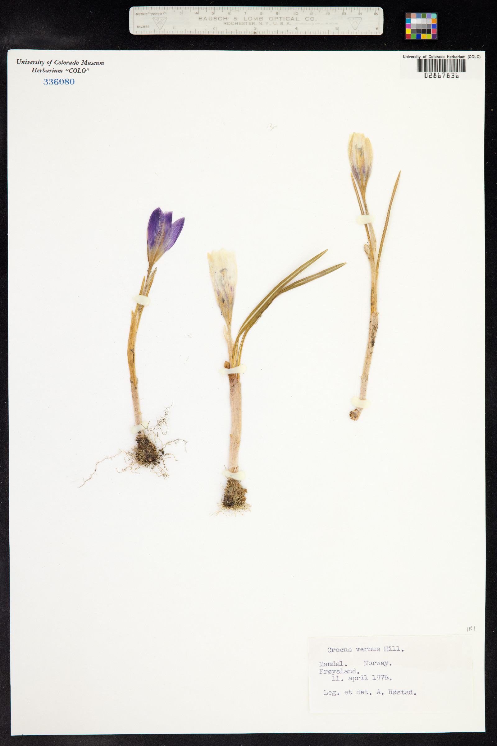 Crocus vernus image