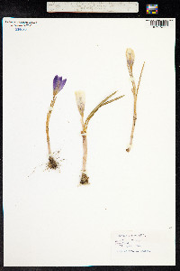 Crocus vernus image