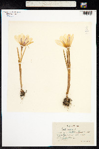 Crocus vernus image