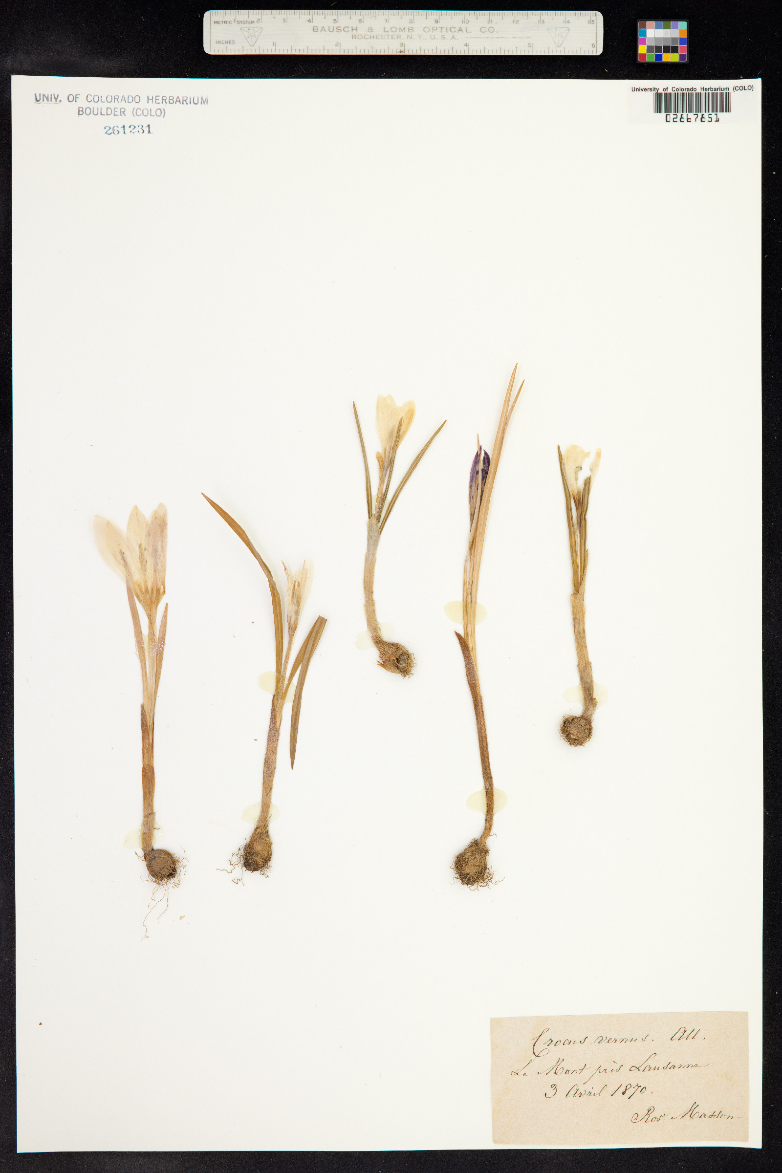 Crocus vernus image