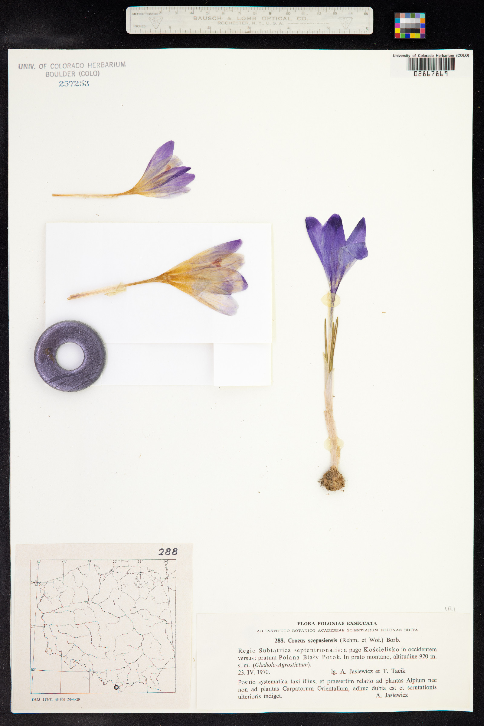 Crocus heuffelianus subsp. scepusiensis image