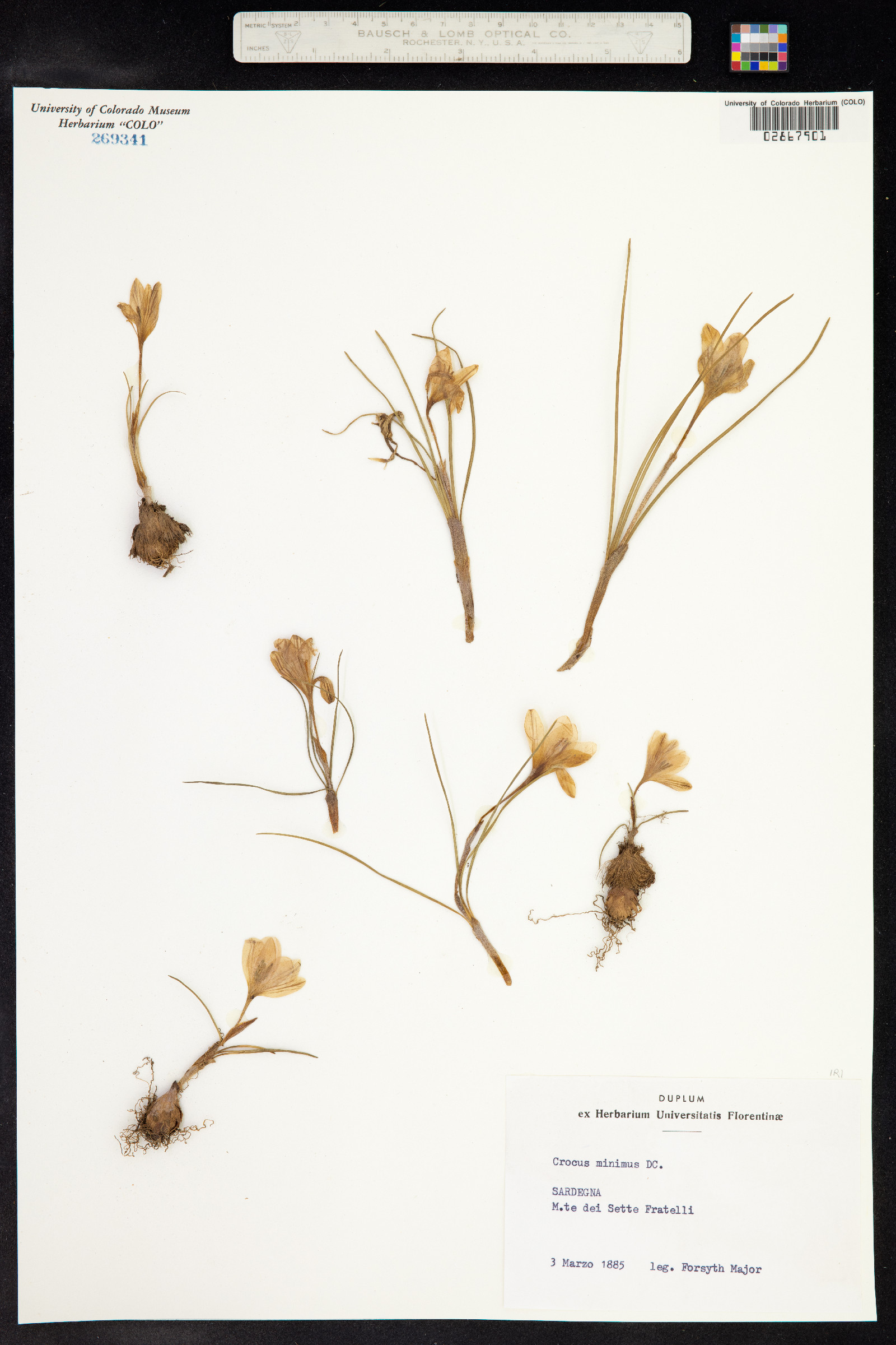 Crocus minimus image
