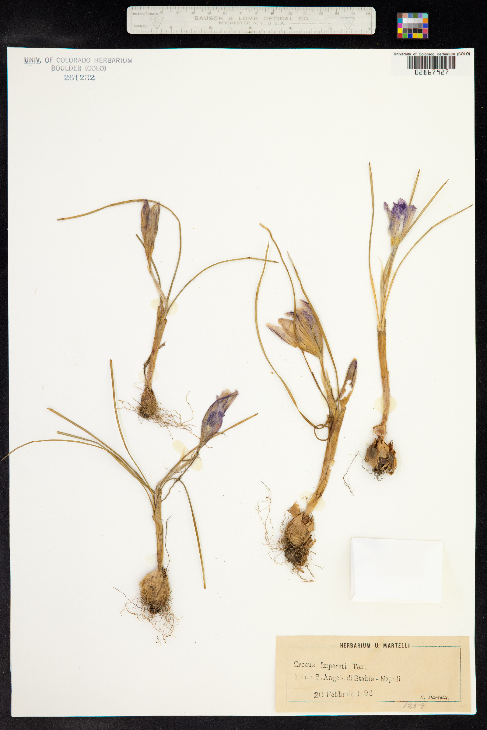 Crocus imperati image